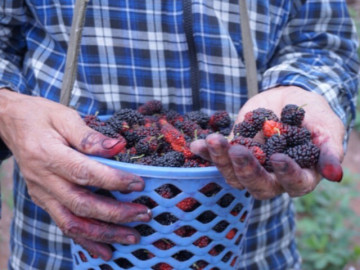 Rộn ràng mùa dâu tằm chín khiến bao người xao động ở vùng ngoại thành Hà Nội