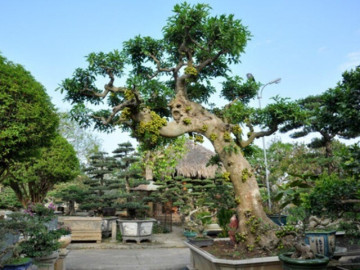Cây ăn quả quen thuộc ở quê lên chậu thành bonsai đẹp lạ, được săn lùng vì ý nghĩa phong thủy, có cây giá 10 tỷ đồng