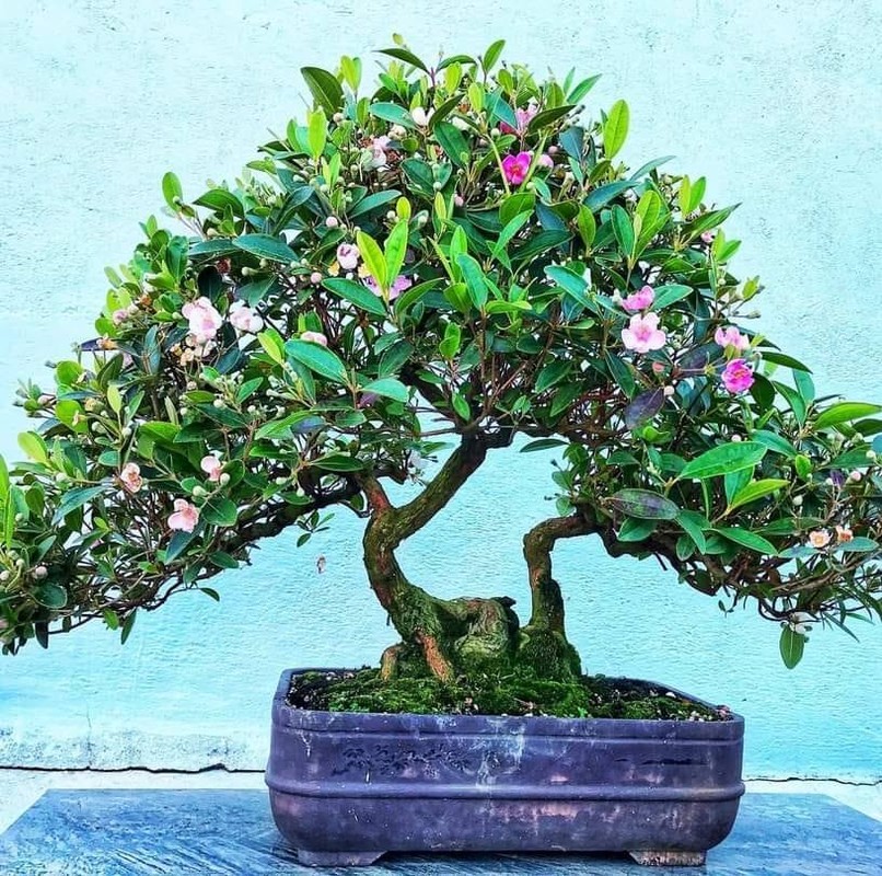 Những chậu sim bonsai mini có giá rẻ hơn, rất phù hợp để trang trí ở ban công, bàn làm việc mang ý nghĩa phong thủy