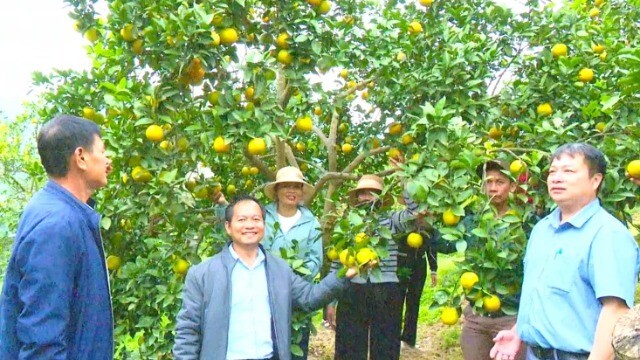 Ở Hà Tĩnh có loại quả đặc sản tiếng lành đồn xa, khách tìm đến “săn” tận vườn đặt hàng Tết Nguyên đán!