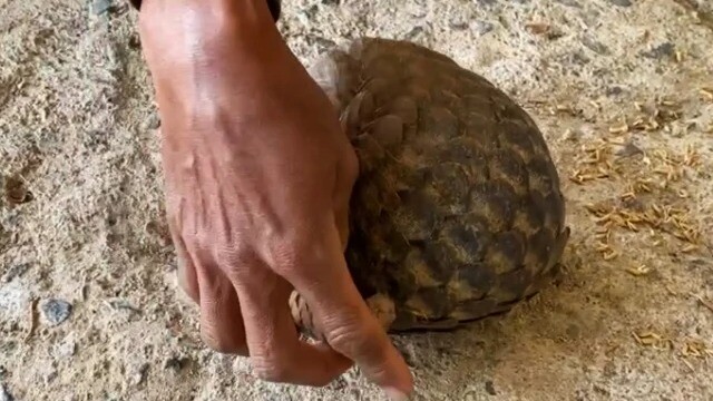 Clip: Giật mình phát hiện một con Tê tê Java đang lút cút đi lạc vào nhà người dân ở Đắk Lắk