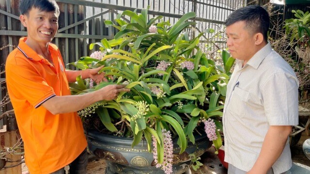 Rộn ràng người ra người vào vừa ngắm vừa "săn" siêu phẩm lan rừng thơm quyến rũ, hoa tuôn như suối ở Đắk Lắk