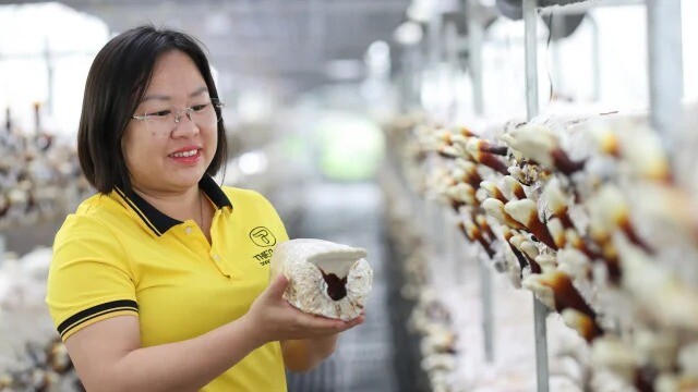 Trồng loại nấm chữa gout, giải độc gan rất tốt, chị nông dân Hà Thành "bỏ túi" đều đều 2 triệu mỗi kg