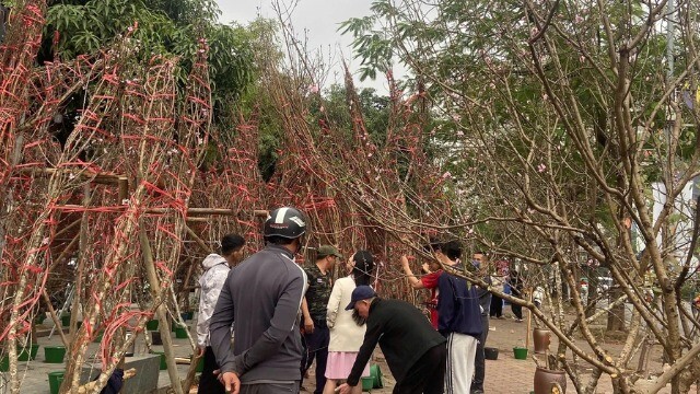 Lái buôn ngược xuôi thu mua đào rừng Mộc Châu, Mù Cang Chải, Sa Pa về tiêu thụ tại Hà Nội