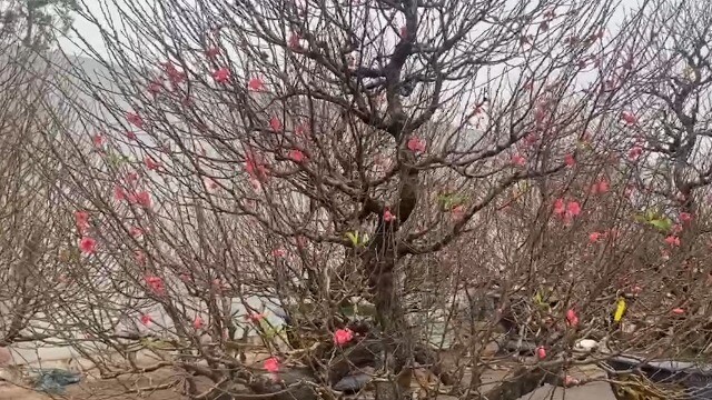 Đào thông ‘cháy hàng’ dịp Tết Nguyên đán 2026