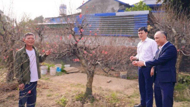 Làng đào Cam Giá "oằn mình" qua bão lũ, vẫn giữ sắc xuân mỗi độ Tết đến, Xuân về