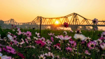 Miền hoa đẹp như tranh dưới chân cầu Long Biên