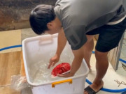 Clip Eva - Quy trình "hô biến" thịt heo thành thịt nhím, nai, đà điểu, bắp dê Úc