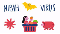 Chi tiết cơ chế lây nhiễm của Virus Nipah