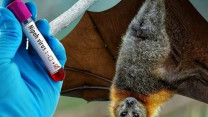 2 phút hiểu về Nipah: Virus có thể gây đại dịch