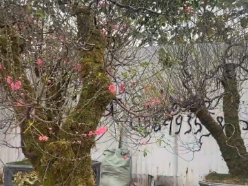 Lặn lội tìm gốc đào cổ, người buôn đào chỉ cho thuê, không dám bán đứt