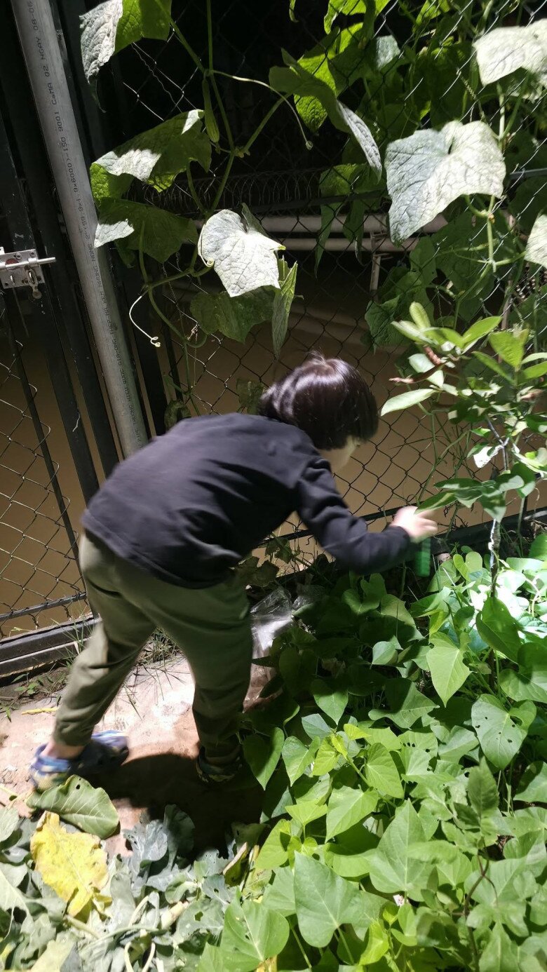 Bé Bão hào hứng khi được chơi bắt sâu ở vườn cùng bố.