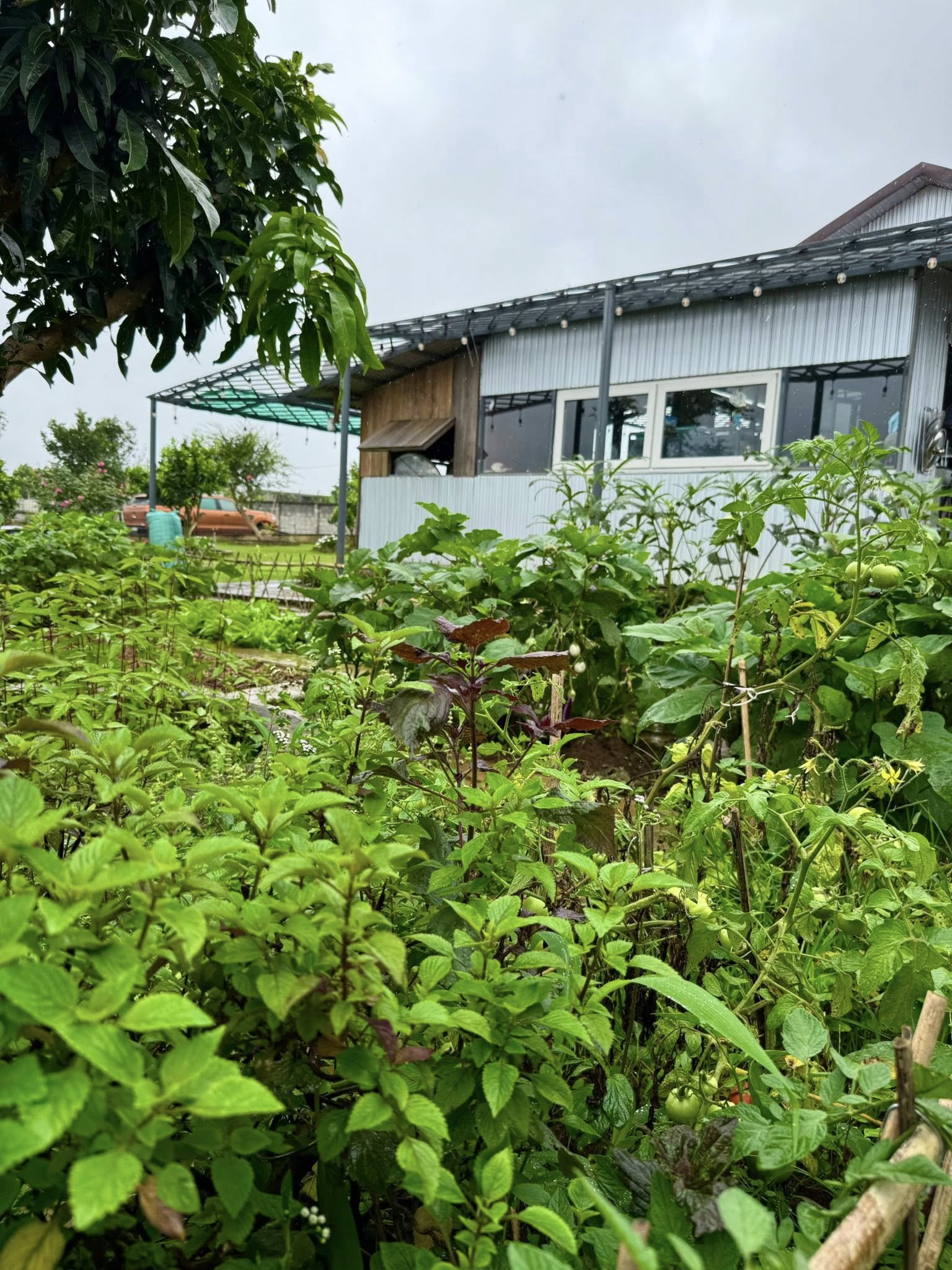 Giám đốc ở TPHCM amp;#34;trốn phốamp;#34;, làm nhà vườn 3.000m² xanh mát ở Lâm Đồng - 5