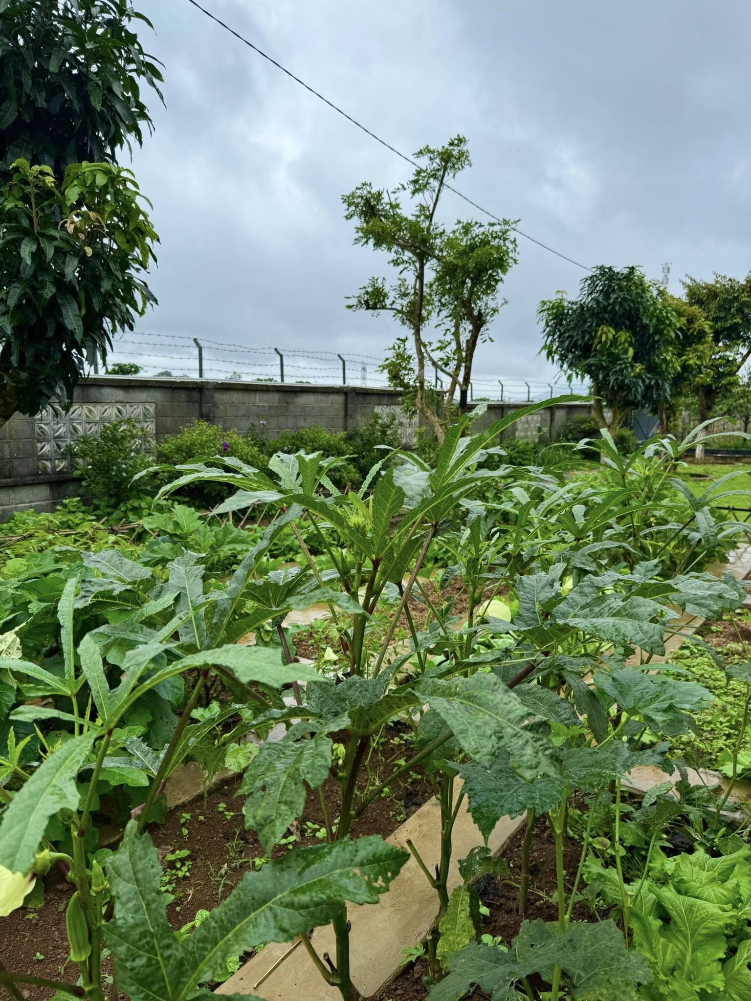 Trong vườn trồng nhiều loại rau trái. Gia chủ ưu tiên các giống cây dễ trồng, dễ chăm, thích nghi tốt với điều kiện khí hậu địa phương và nhanh cho thu hoạch