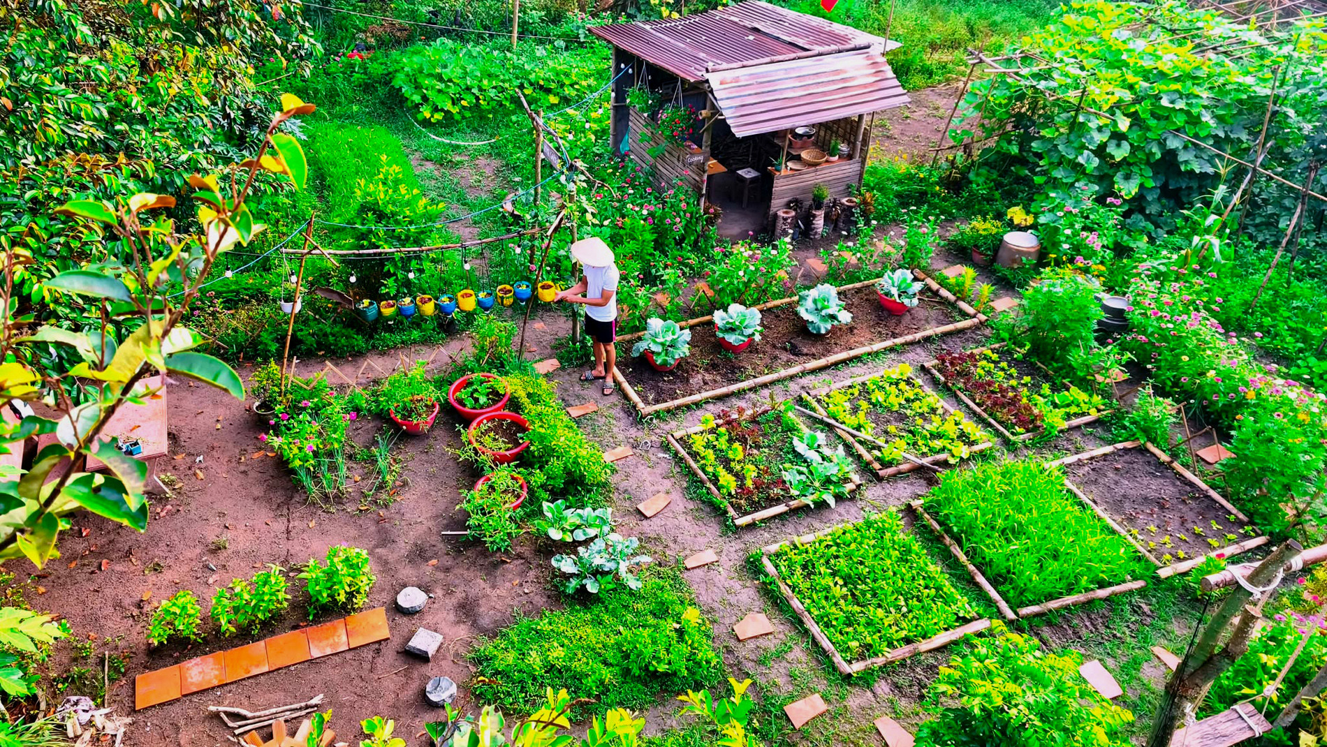 Chàng trai ở TPHCM làm khu vườn 600m2 đẹp mắt, nấu cơm bếp củi, ăn rau tự trồng - 3