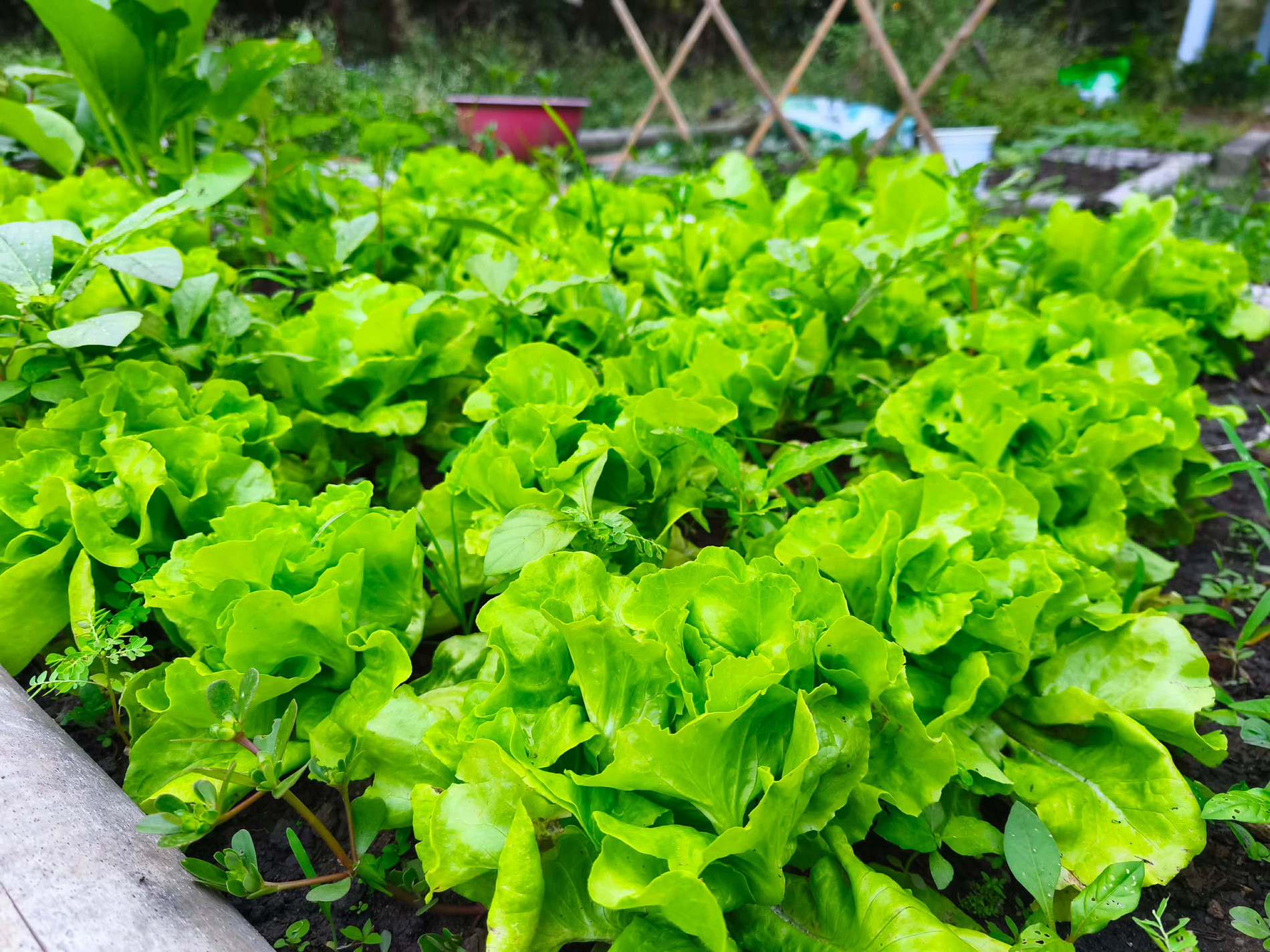 Chàng trai ở TPHCM làm khu vườn 600m2 đẹp mắt, nấu cơm bếp củi, ăn rau tự trồng - 5