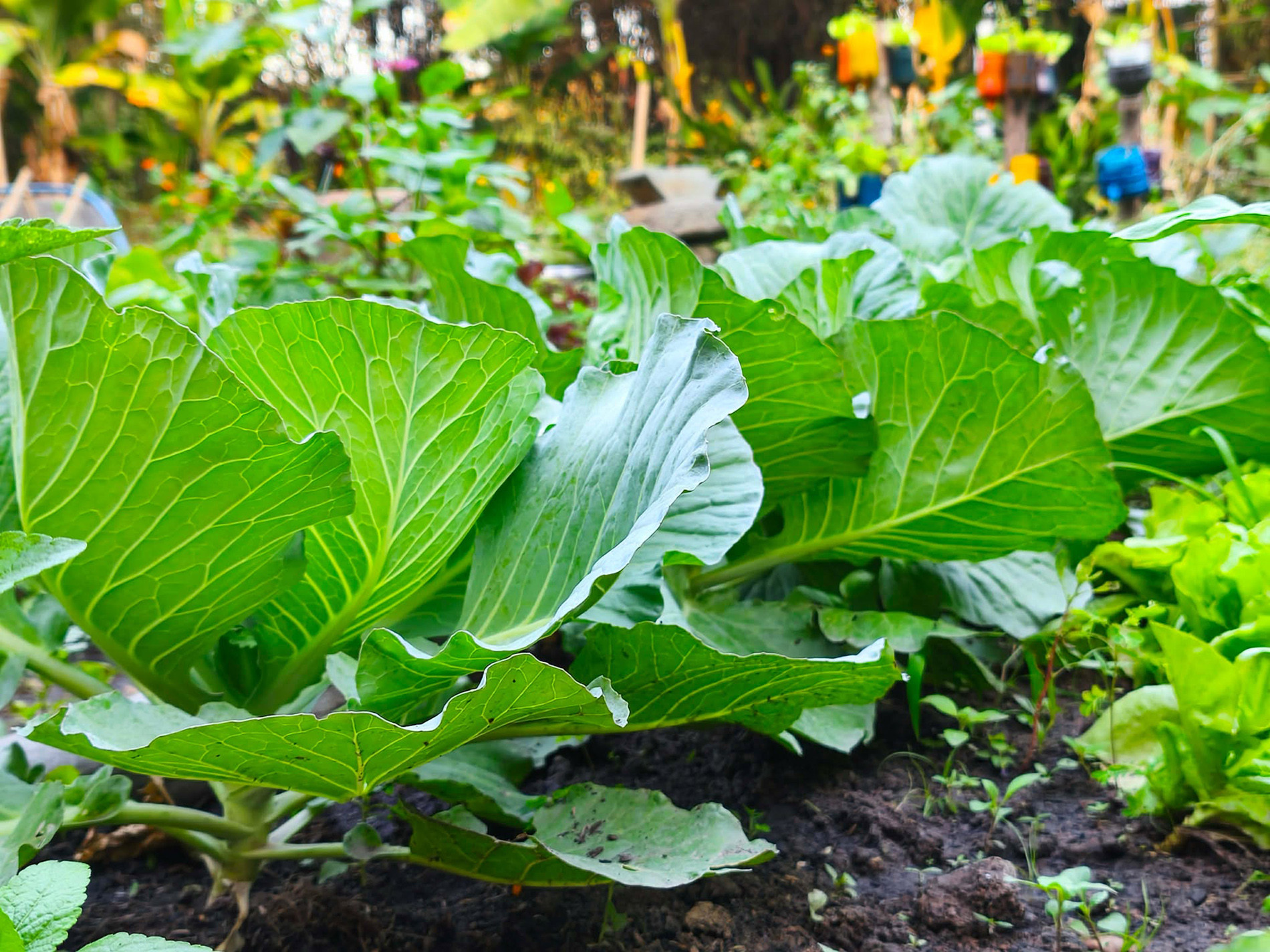 Nghĩa trồng rau theo mùa và theo nhu cầu ăn uống hằng ngày của gia đình