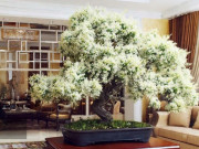 Nhà đẹp - Cây cảnh may mắn số 1, ngàn viên ngọc đỏ rực như lửa, Tết Bính Ngọ trồng trong nhà chiêu tài lộc, xua đuổi xui xẻo