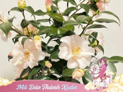 Nhà đẹp - Loài hoa đẹp như tiên nữ, thơm như nước hoa, Tết Nguyên đán chưng một chậu, nhà sang hẳn, năm mới sung túc