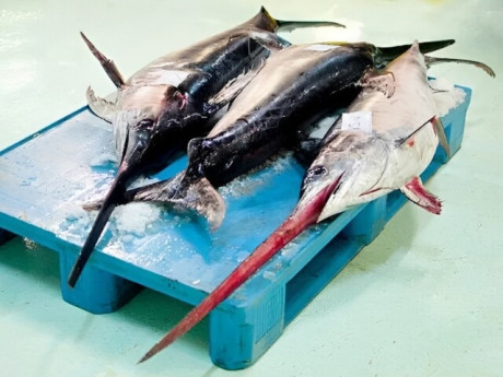 Bà bầu - Loại cá thơm ngon béo ngậy nhiều người thích ăn lại "ngậm" thuỷ ngân nhiều nhất chợ Việt, bà bầu càng nên tránh