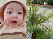 Bà bầu - Loại quả "tốt nhất thế giới" người Việt trồng trước cửa hút lộc, dân gian mách bà bầu nên ăn để đẻ con đẹp cực phẩm