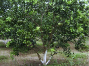 Bà bầu - Loại quả "tốt nhất thế giới" là đặc sản trồng bạt ngàn ở Vĩnh Long, giá chỉ 2.000 đồng/kg, bà bầu bỏ qua quá phí