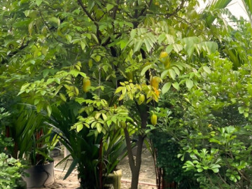 Bà bầu - Loại quả chợ Việt bán 15.000 đồng/kg xưa cho chim ăn giờ được săn lùng, bà bầu ăn lợi con không béo mẹ