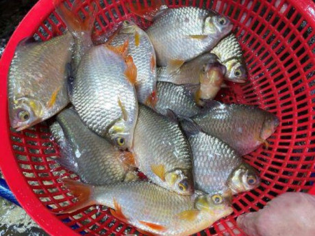 Yêu con - Loại cá xưa đầy nhưng ít người biết, giờ là đặc sản miền Tây, ít xương thịt mềm ngọt, giàu omega-3 cho trẻ