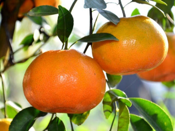 Yêu con - Loại quả "tốt nhất thế giới" chứa 5 vị thuốc bổ, chỉ 20.000 đồng/kg, ăn suốt mùa đông không lo con bị ốm