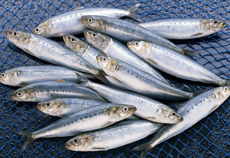 Tuy xuất hiện nhiều trên mâm cơm người Việt nhưng ít ai biết cá mòi là loại cá biển được xếp vào nhóm “siêu thực phẩm”. Loại cá nhỏ này giàu đạm, chứa gần 1200mg omega-3 mỗi khẩu phần, đồng thời là nguồn vitamin D tự nhiên hiếm có, rất tốt cho tim mạch và xương khớp.