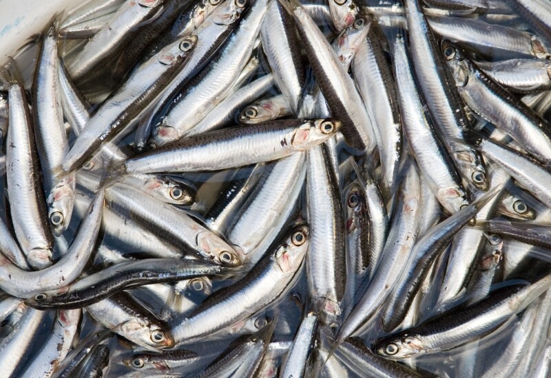 Ít ai biết, loại cá xuất hiện đầy ở chợ Việt là cá cơm có hàm lượng canxi, omega-3 cao hơn cả cá hồi. Đặc biệt khi ăn cả xương, cá sẽ cung cấp nguồn canxi vượt trội, giúp củng cố xương khớp, phòng ngừa loãng xương. 