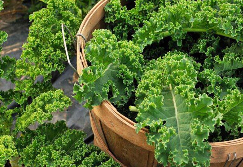 Cải xoăn hay còn gọi là cải kale được xem là “siêu thực phẩm” nhờ hàm lượng vitamin C, K và beta carotene cao vượt trội. Loại rau này còn chứa canxi thực vật và nhiều hợp chất chống oxy hóa giúp bảo vệ tế bào khỏi tác động của gốc tự do.