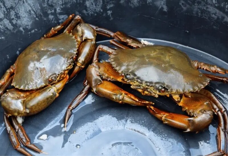 Cua biển là loại hải sản giàu dinh dưỡng với hàm lượng protein nạc, kẽm và vitamin B12 khá cao. Những dưỡng chất này giúp cơ thể duy trì hoạt động của hệ miễn dịch, hỗ trợ quá trình tạo máu và góp phần phục hồi các tế bào khỏe mạnh.