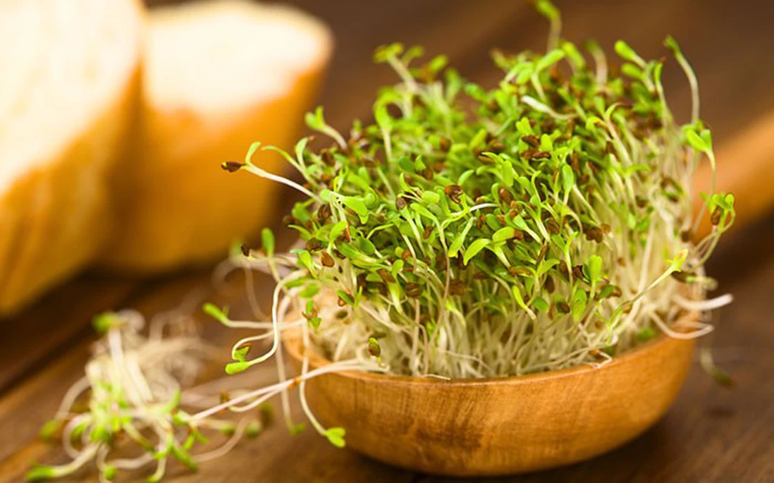 Hàm lượng chất xơ phong phú trong mầm cỏ linh lăng còn hỗ trợ trong việc duy trì sự cân bằng của insulin và glucose trong cơ thể