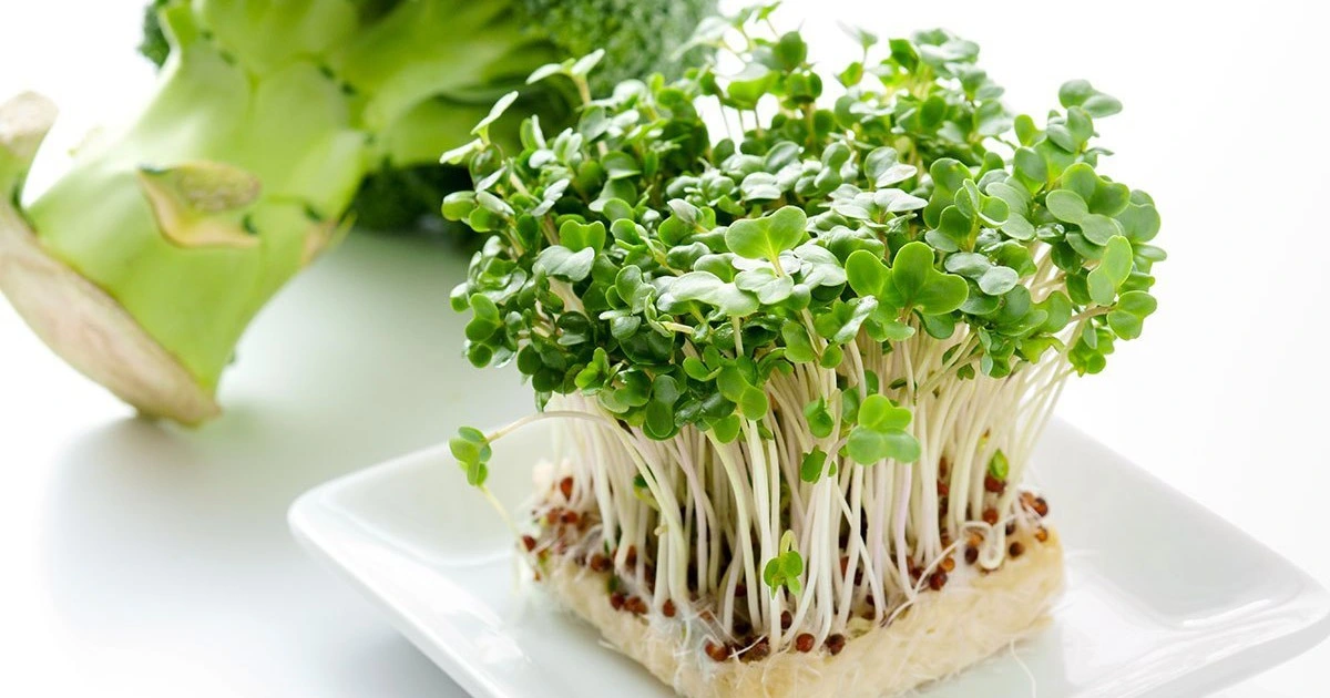 Mầm bông cải xanh rất giàu dinh dưỡng (Ảnh minh hoạ)