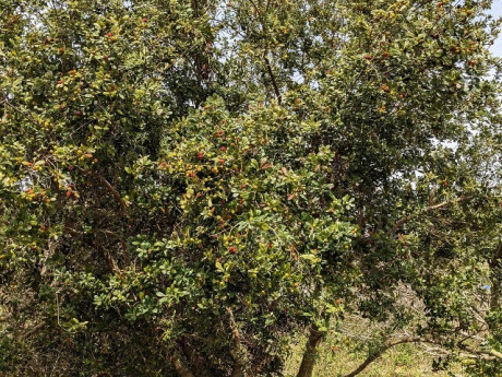 Sức khỏe - Loại quả đặc sản ở miền Bắc vào mùa đỏ mọng, ăn chua dịu cực tốt cho sức khỏe, giá 100.000 đồng/kg