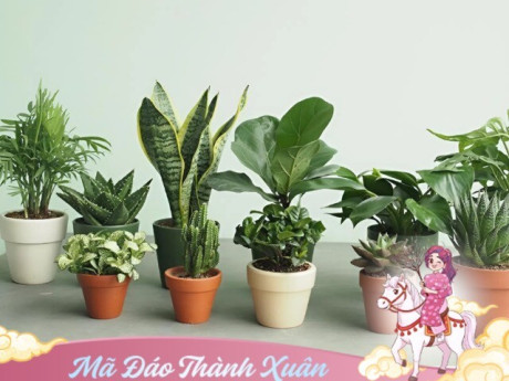 Năm Ngọ hãy đặt ngay những loại cây luôn có sẵn và quen thuộc này trong nhà để hút tài lộc và tốt cho sức khỏe
