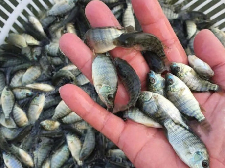 Sức khỏe - 13 loại cá là "vua dinh dưỡng", ít ngậm hóa chất được bán đầy chợ Việt với giá rẻ, từ 10.000 đồng có thể mua