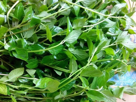 Cây dại mọc bờ rào xưa không ai ngó ngàng nay thành đặc sản nổi tiếng, trồng một lần thu hoạch nhiều năm, 120.000 đồng/kg