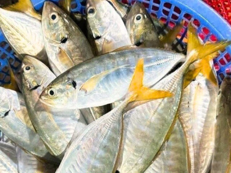 11 loại hải sản được đánh giá tốt nhất thế giới, giàu omega-3 là "khắc tinh" của ung thư, từ 15.000 đồng có thể mua