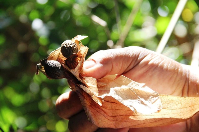 Nhiều người đã ngồi sẵn dưới gốc cây ươi, chỉ chờ có cơn gió mạnh lướt qua khiến ươi bay là họ túa ra theo hướng gió để lượm.