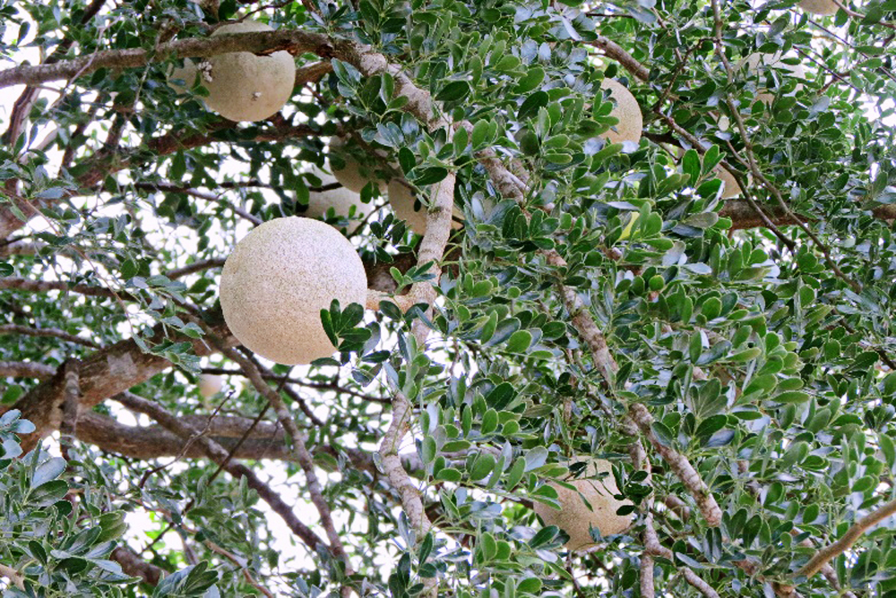 Cây quách lại sinh trưởng chậm, không dễ nhân giống đại trà, thời gian từ khi trồng đến lúc cho trái ổn định khá dài.