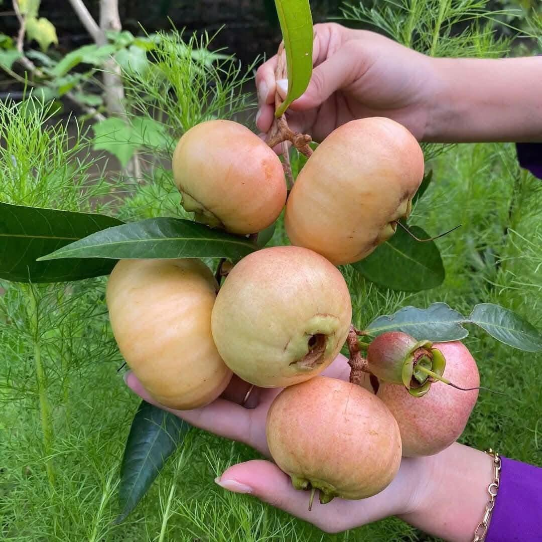 Ở miền Tây Nam bộ, cây lý được trồng khá phổ biến và được biết đến với tên gọi dân gian như mận lý, roi hoa vàng, hoặc táo hồng.