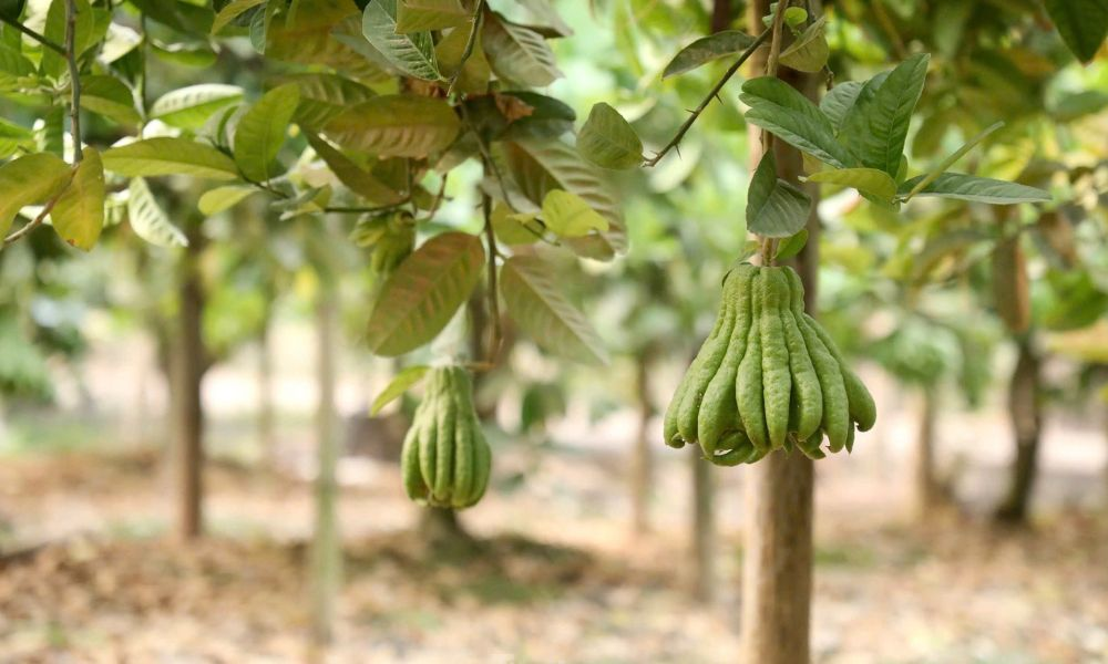 Phật thủ là cây khó trồng, đòi hỏi nhiều kinh nghiệm và theo dõi sát sao để chăm bón.