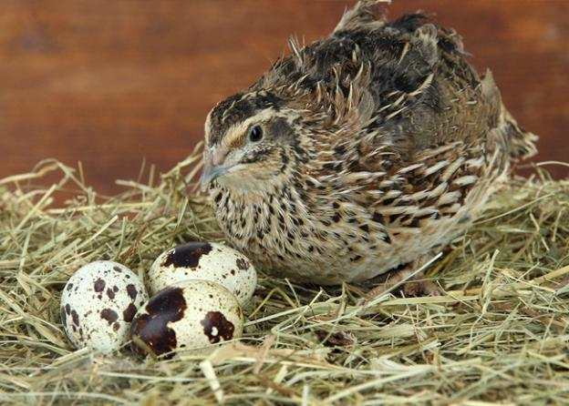 Mỗi con chim cút cái mang theo khả năng đặc biệt, có thể đẻ tới 300 quả trứng mỗi năm, một con số ấn tượng hơn nhiều so với những loài gia cầm khác như gà chỉ đạt tối đa 280 quả trứng mỗi năm.