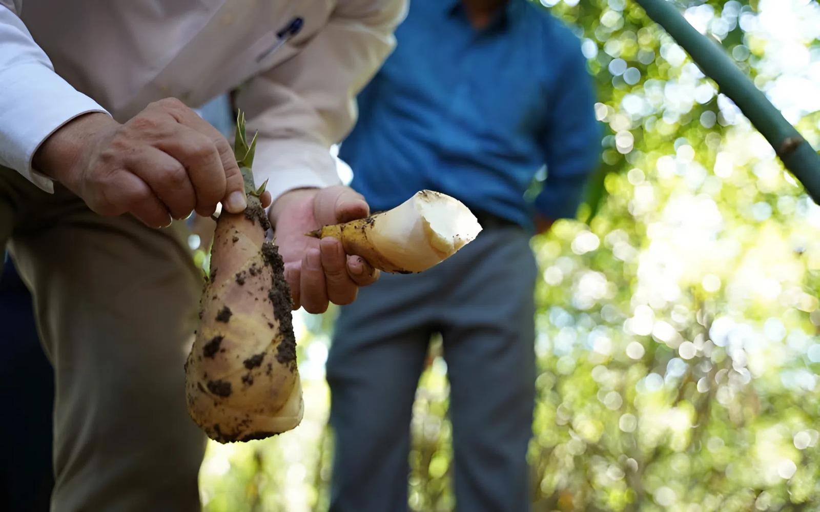 Theo những người trồng lâu năm cho biết, mỗi khóm măng cho khoảng 20kg măng tươi mỗi năm. Măng tre lục trúc có giá bán trên thị trường cao hơn các loại măng khác, dễ sử dụng, dễ chế biến và chất lượng cao nên tiêu thụ mạnh.