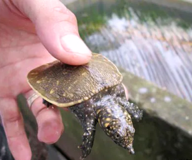 Nhờ khả năng thích nghi tốt, tốc độ sinh trưởng nhanh và nhu cầu tiêu thụ ổn định, ba ba đã trở thành vật nuôi giúp nhiều hộ gia đình vươn lên làm giàu.