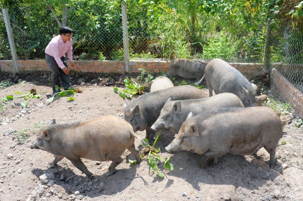 Nhờ môi trường sống gần với tự nhiên và chế độ ăn đa dạng, lợn rừng lai có sức đề kháng tốt, ít bị ảnh hưởng bởi các loại dịch bệnh.
