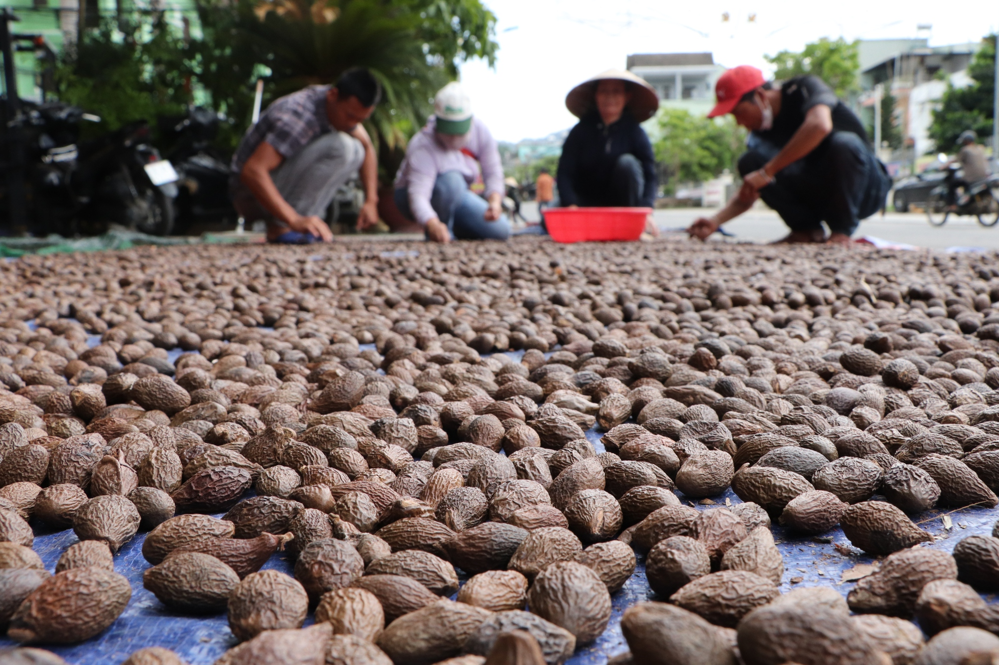 Sau khi thu hoạch, người dân phơi quả ươi để dễ bảo quản.