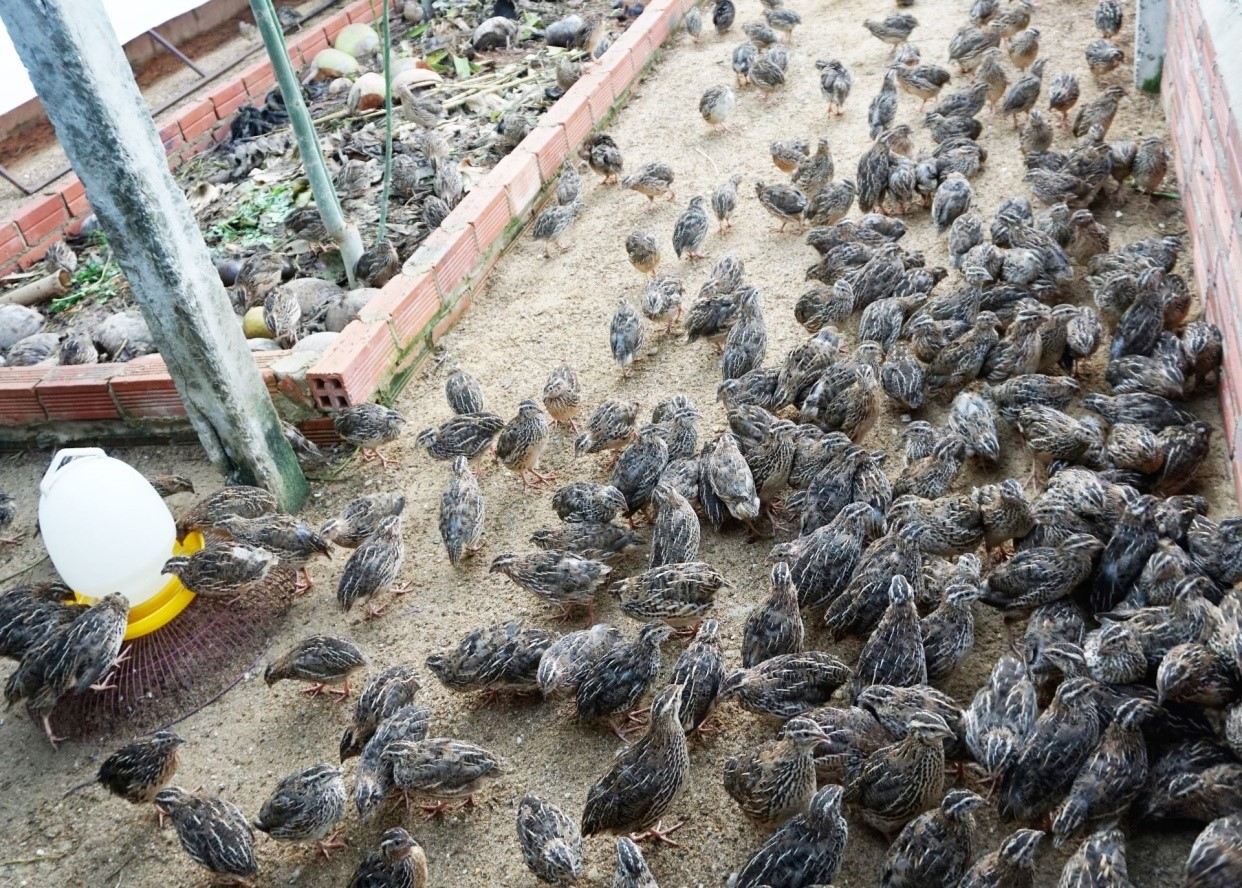 Nuôi chim cút có vốn đầu tư thấp, đầu ra và giá cả tương đối ổn định, diện tích chuồng không cần quá rộng. Chuồng cút có thể tự đóng hoặc thuê đóng dễ dàng, giá rẻ và tiết kiệm chi phí.